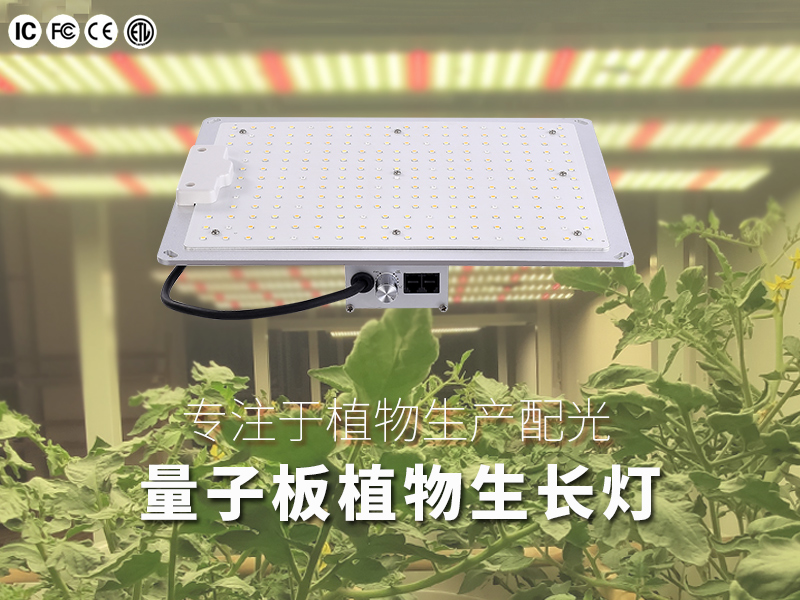 量子板植物灯（100W）