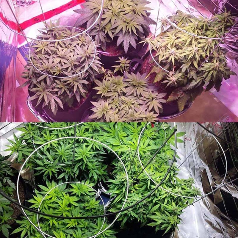 植物生长灯室内培育案例